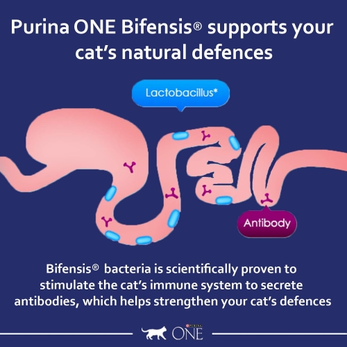 Purina ONE Adult Dry Cat Food Rich in Chicken 6kg, Packaging may vary - Image 6