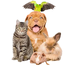 pets0123